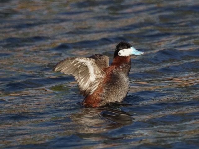 LAND OF EXTREMES: Wildlife of the Salton Sea